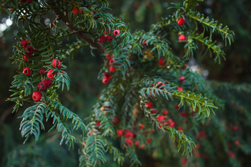 Holly Leaves and Red Berries Bush, Nature View in a Park on a Sunny Day