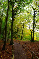 Fototapeta premium Herbstwald