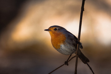 rouge-gorge
