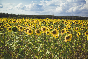 Obraz premium field of sunflowers in the background of forest and clouds