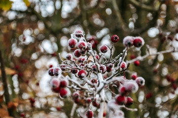 Frostig herbstlicher Morgen in Norddeutschland
