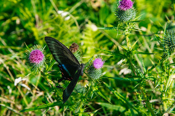 ミヤマカラスアゲハ