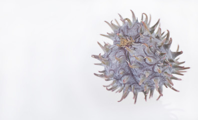 Green castor fruits - Ricinus communis