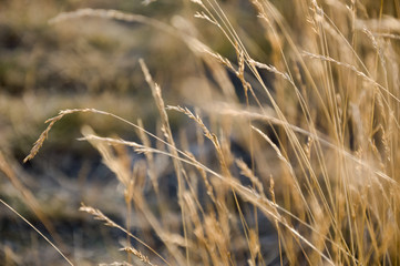 Fototapeta premium Yellow dry grass in the field. Backround