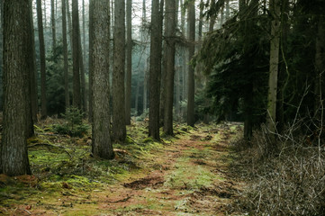 Waldweg in Norddeutschland