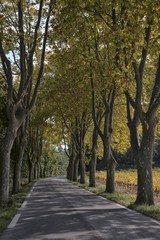 Route ombragée à Pouzilhac, Gard, France