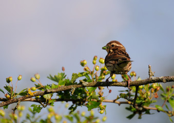 Female reed bunting with caterpillars