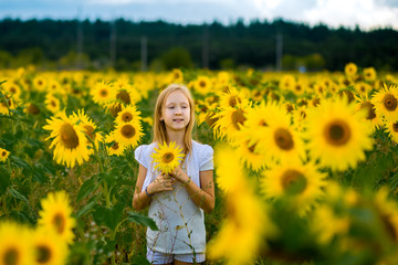Fototapeta premium girl walking and posing in field with sunflowers