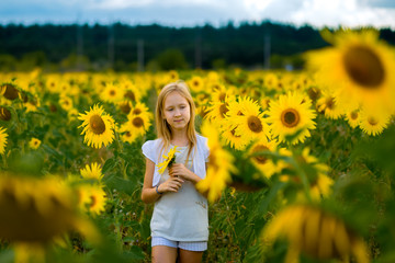 Naklejka na ściany i meble girl walking and posing in field with sunflowers