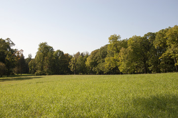 Green glade in the wood