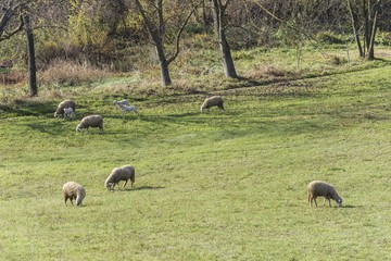 sheep on pasture field. sheeps grazing