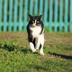 funny cat quickly runs along the path among the grass in the summer garden raised high legs © nataba