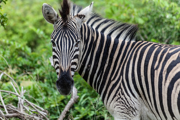 Fototapeta na wymiar Burchell Zebra
