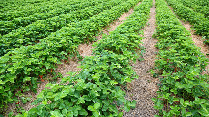 Fototapeta na wymiar Strawberry fields