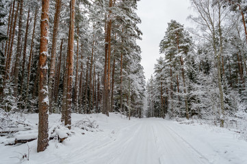 winter rural scene with snow and white fields