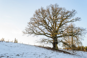 winter rural scene with snow and white fields