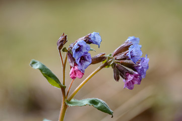 summer flowers on green background