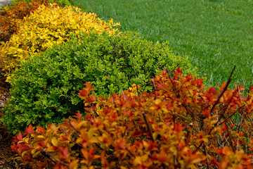 Multicolored spiree bushes with green yellow and orange foliage