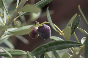 zdjęcie dojrzewających oliwek na krzaku
