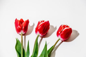 three flowers of a red tulip lie on a white background