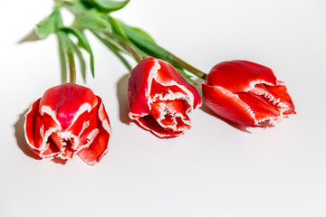 three flowers of a red tulip lie on a white background