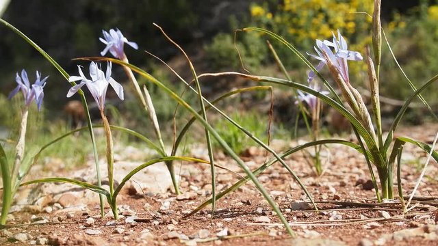 Poor wild blue irises on hillside to sea, april. Mediterranean, Turkey
