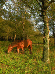 Naklejka na ściany i meble horse,grass,meadow,farm,unspoiled nature,green field,pasture,landscapes