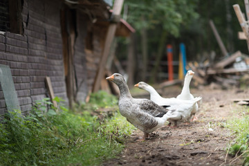three walking goose on at a farm near the green forest