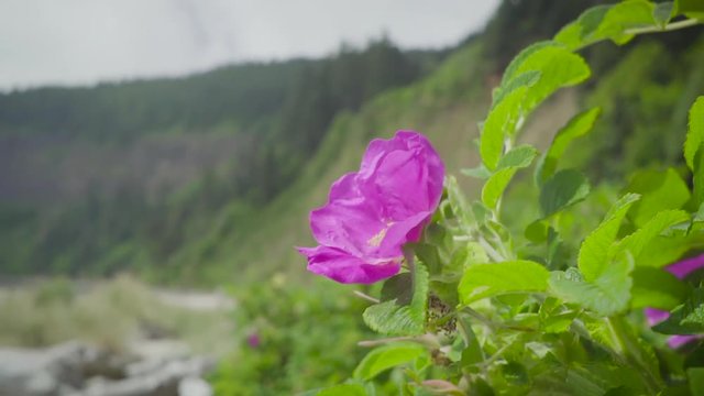 sony-a6300-alpha-pink-flower-on-beach-forest-behind-120fps-slow-mo.mov