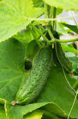 Cucumber plant. Cucumber with leafs and flowers .Cucumbers in the garden
