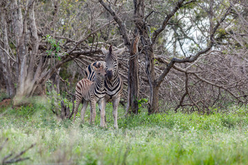 Burchell's Zebra Baby and Momma