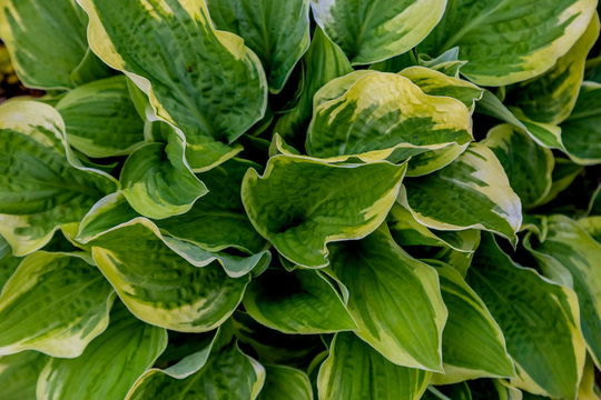 green-yellow leaves of the khosta in the summer in the garden