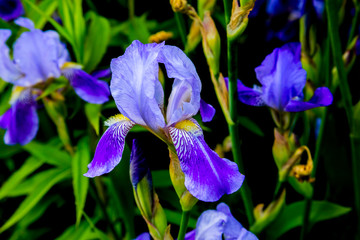 macro shot of a flower of purple white iris
