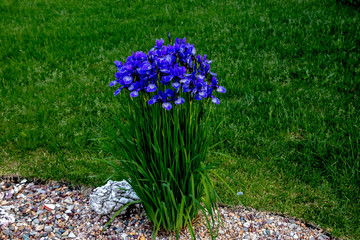 flowering blue Siberian iris in the garden