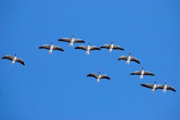 Greylag geese flying in the sky