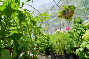 Interior of Polytunnel/ Hoop House