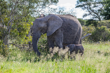 African Elephant Baby and Momma