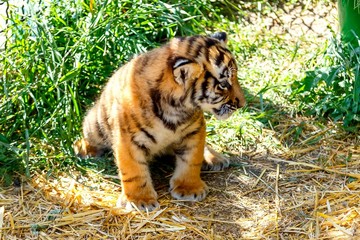 little red tiger sitting on the grass