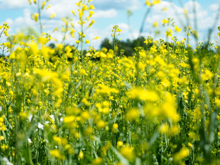Amazing and beautiful yellow wildflowers under the blue sky with white, airy clouds, on a bright, wild, abandoned field, on a beautiful sunny day