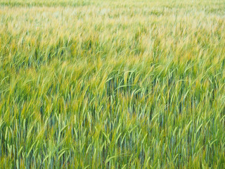 Beautiful, ripe, yellow wheat on a large field in an excellent, cloudy day at the very end of summer, in August