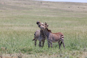 Burchell's Zebra