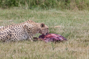 Cheetah Eating