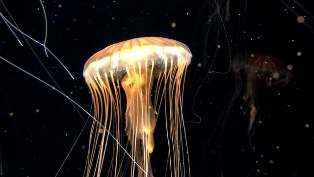 4K HD Video of glowing Jelly Fish on a dark background with glowing reflective sediment in the water. Magical