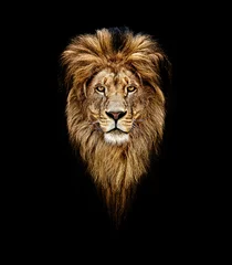 Zelfklevend Fotobehang Portret van een mooie leeuw, leeuw in het donker. Portret van een leider. koning © Baranov
