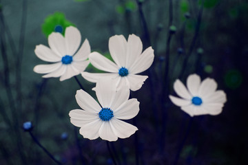 Beautiful colorful winter Flowers