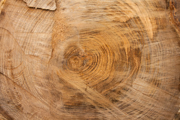 Wood texture background, wooden bark close up. Grunge textured image