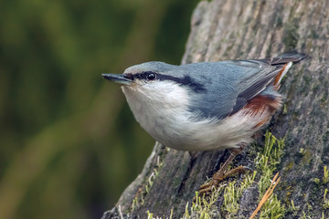 small bird nuthatch