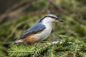 small bird nuthatch