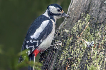 woodpecker with colorful feathers sitting on a tree