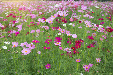 Obraz premium Beautiful colorful winter Flowers